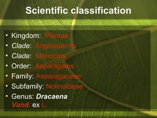 Scientific classification
• Kingdom: Plantae
• Clade: Angiosperms
• Clade: Monocots
• Order: Asparagales
• Family: Asparagaceae
• Subfamily: Nolinoideae
• Genus: Dracaena
Vand. ex L.
 