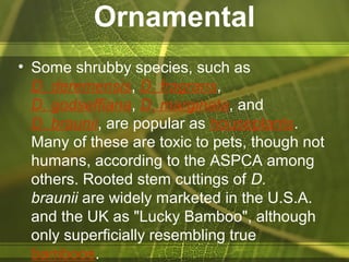 Ornamental
• Some shrubby species, such as
D. deremensis, D. fragrans,
D. godseffiana, D. marginata, and
D. braunii, are popular as houseplants.
Many of these are toxic to pets, though not
humans, according to the ASPCA among
others. Rooted stem cuttings of D.
braunii are widely marketed in the U.S.A.
and the UK as "Lucky Bamboo", although
only superficially resembling true
bamboos.
 