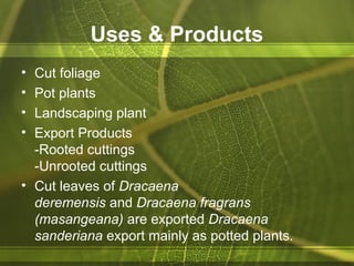Uses & Products
• Cut foliage
• Pot plants
• Landscaping plant
• Export Products
-Rooted cuttings
-Unrooted cuttings
• Cut leaves of Dracaena
deremensis and Dracaena fragrans
(masangeana) are exported Dracaena
sanderiana export mainly as potted plants.
 
