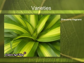 Varieties
Dracaena fragrans
 