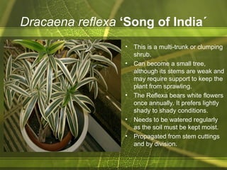 Dracaena reflexa ‘Song of India´
• This is a multi-trunk or clumping
shrub.
• Can become a small tree,
although its stems are weak and
may require support to keep the
plant from sprawling.
• The Reflexa bears white flowers
once annually. It prefers lightly
shady to shady conditions.
• Needs to be watered regularly
as the soil must be kept moist.
• Propagated from stem cuttings
and by division.
 