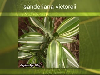 sanderiana victoreii
 