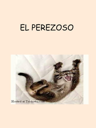 EL PEREZOSO  