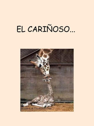EL CARIÑOSO...  