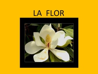 LA FLOR
 