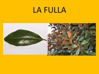 LA FULLA
 