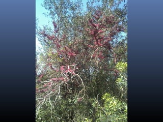 De corrales a tranqueras