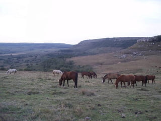 De corrales a tranqueras