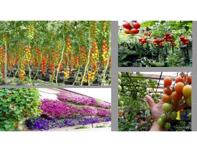 decoupled aquaponics option