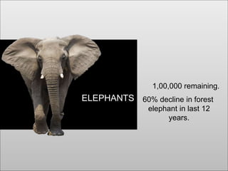 ELEPHANTS
1,00,000 remaining.
60% decline in forest
elephant in last 12
years.