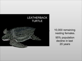 LEATHERBACK
TURTLE
10,000 remaining
nesting females.
7,400 remaining
95% population
decline in last
20 years