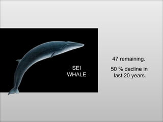 SEI
WHALE
47 remaining.
50 % decline in
last 20 years.