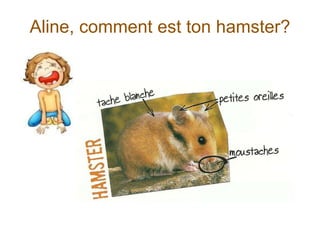 Aline, comment est ton hamster?