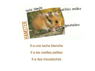 Il a une tache blanche
Il a les oreilles petites
Il a des moustaches