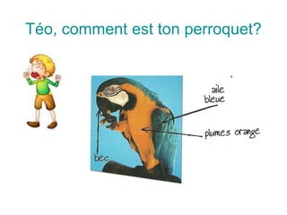 Téo, comment est ton perroquet?