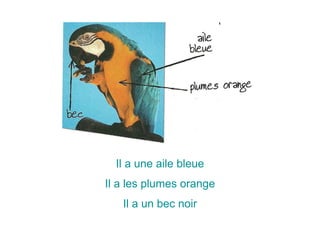 Il a une aile bleue
Il a les plumes orange
Il a un bec noir