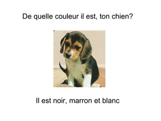 De quelle couleur il est, ton chien?
Il est noir, marron et blanc