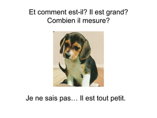 Et comment est-il? Il est grand?
Combien il mesure?
Je ne sais pas… Il est tout petit.