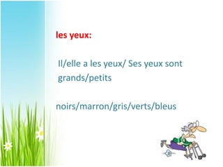 les yeux:
Il/elle a les yeux/ Ses yeux sont
grands/petits
noirs/marron/gris/verts/bleus
 