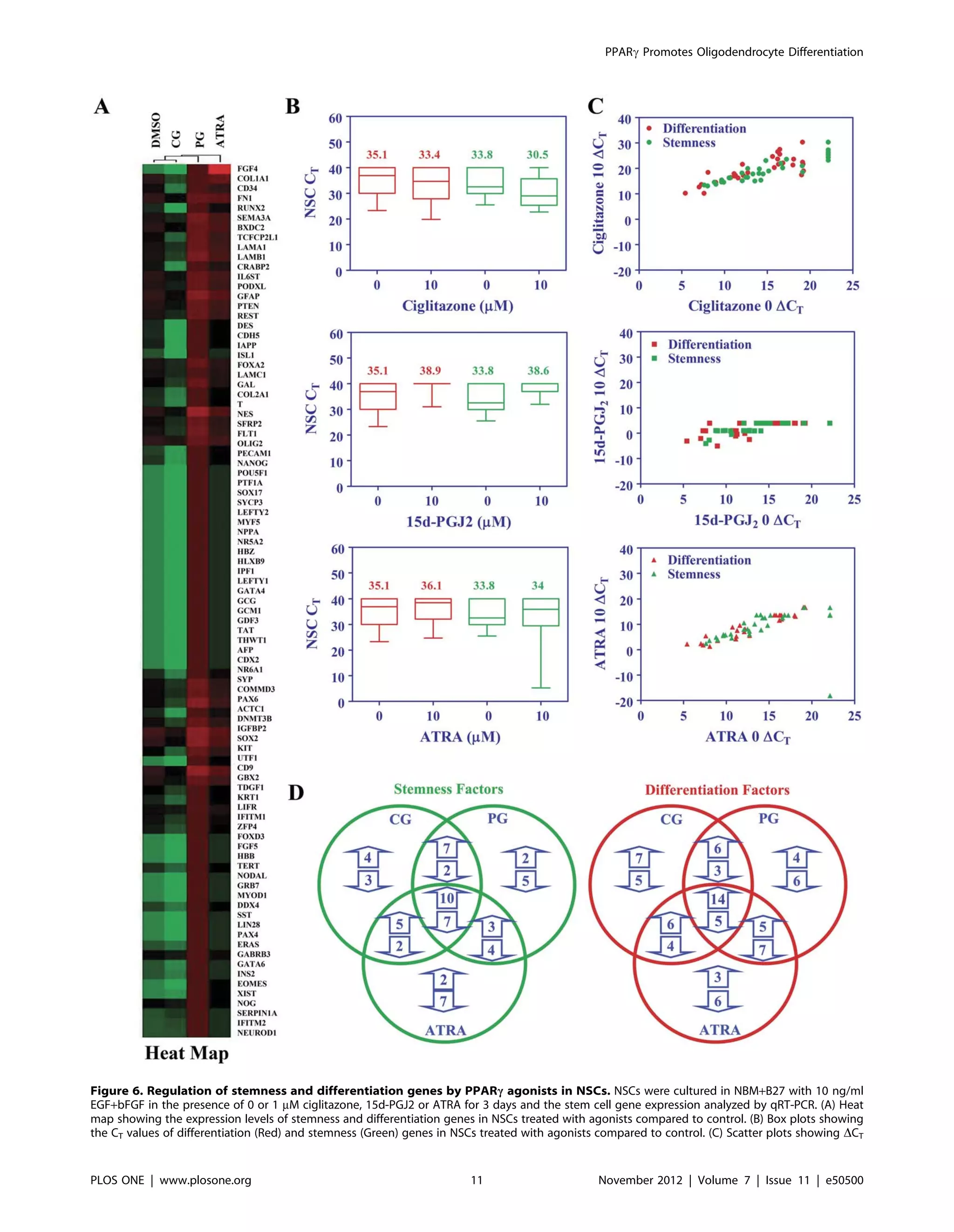 Figure 6. Regulation of stemness and differentiation genes by PPARc agonists in NSCs. NSCs were cultured in NBM+B27 with 10 ng/ml
EGF+bFGF in the presence of 0 or 1 mM ciglitazone, 15d-PGJ2 or ATRA for 3 days and the stem cell gene expression analyzed by qRT-PCR. (A) Heat
map showing the expression levels of stemness and differentiation genes in NSCs treated with agonists compared to control. (B) Box plots showing
the CT values of differentiation (Red) and stemness (Green) genes in NSCs treated with agonists compared to control. (C) Scatter plots showing DCT
PPARc Promotes Oligodendrocyte Differentiation
PLOS ONE | www.plosone.org 11 November 2012 | Volume 7 | Issue 11 | e50500
 