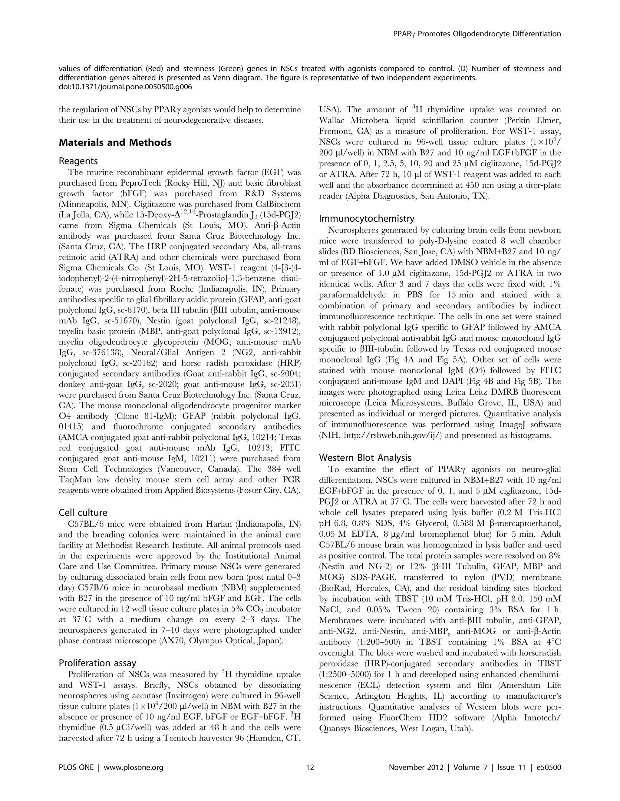 the regulation of NSCs by PPARc agonists would help to determine
their use in the treatment of neurodegenerative diseases.
Materials and Methods
Reagents
The murine recombinant epidermal growth factor (EGF) was
purchased from PeproTech (Rocky Hill, NJ) and basic fibroblast
growth factor (bFGF) was purchased from R&D Systems
(Minneapolis, MN). Ciglitazone was purchased from CalBiochem
(La Jolla, CA), while 15-Deoxy-D12,14
-Prostaglandin J2 (15d-PGJ2)
came from Sigma Chemicals (St Louis, MO). Anti-b-Actin
antibody was purchased from Santa Cruz Biotechnology Inc.
(Santa Cruz, CA). The HRP conjugated secondary Abs, all-trans
retinoic acid (ATRA) and other chemicals were purchased from
Sigma Chemicals Co. (St Louis, MO). WST-1 reagent (4-[3-(4-
iodophenyl)-2-(4-nitrophenyl)-2H-5-tetrazolio]-1,3-benzene disul-
fonate) was purchased from Roche (Indianapolis, IN). Primary
antibodies specific to glial fibrillary acidic protein (GFAP, anti-goat
polyclonal IgG, sc-6170), beta III tubulin (bIII tubulin, anti-mouse
mAb IgG, sc-51670), Nestin (goat polyclonal IgG, sc-21248),
myelin basic protein (MBP, anti-goat polyclonal IgG, sc-13912),
myelin oligodendrocyte glycoprotein (MOG, anti-mouse mAb
IgG, sc-376138), Neural/Glial Antigen 2 (NG2, anti-rabbit
polyclonal IgG, sc-20162) and horse radish peroxidase (HRP)
conjugated secondary antibodies (Goat anti-rabbit IgG, sc-2004;
donkey anti-goat IgG, sc-2020; goat anti-mouse IgG, sc-2031)
were purchased from Santa Cruz Biotechnology Inc. (Santa Cruz,
CA). The mouse monoclonal oligodendrocyte progenitor marker
O4 antibody (Clone 81-IgM); GFAP (rabbit polyclonal IgG,
01415) and fluorochrome conjugated secondary antibodies
(AMCA conjugated goat anti-rabbit polyclonal IgG, 10214; Texas
red conjugated goat anti-mouse mAb IgG, 10213; FITC
conjugated goat anti-mouse IgM, 10211) were purchased from
Stem Cell Technologies (Vancouver, Canada). The 384 well
TaqMan low density mouse stem cell array and other PCR
reagents were obtained from Applied Biosystems (Foster City, CA).
Cell culture
C57BL/6 mice were obtained from Harlan (Indianapolis, IN)
and the breading colonies were maintained in the animal care
facility at Methodist Research Institute. All animal protocols used
in the experiments were approved by the Institutional Animal
Care and Use Committee. Primary mouse NSCs were generated
by culturing dissociated brain cells from new born (post natal 0–3
day) C57B/6 mice in neurobasal medium (NBM) supplemented
with B27 in the presence of 10 ng/ml bFGF and EGF. The cells
were cultured in 12 well tissue culture plates in 5% CO2 incubator
at 37uC with a medium change on every 2–3 days. The
neurospheres generated in 7–10 days were photographed under
phase contrast microscope (AX70, Olympus Optical, Japan).
Proliferation assay
Proliferation of NSCs was measured by 3
H thymidine uptake
and WST-1 assays. Briefly, NSCs obtained by dissociating
neurospheres using accutase (Invitrogen) were cultured in 96-well
tissue culture plates (16104
/200 ml/well) in NBM with B27 in the
absence or presence of 10 ng/ml EGF, bFGF or EGF+bFGF. 3
H
thymidine (0.5 mCi/well) was added at 48 h and the cells were
harvested after 72 h using a Tomtech harvester 96 (Hamden, CT,
USA). The amount of 3
H thymidine uptake was counted on
Wallac Microbeta liquid scintillation counter (Perkin Elmer,
Fremont, CA) as a measure of proliferation. For WST-1 assay,
NSCs were cultured in 96-well tissue culture plates (16104
/
200 ml/well) in NBM with B27 and 10 ng/ml EGF+bFGF in the
presence of 0, 1, 2.5, 5, 10, 20 and 25 mM ciglitazone, 15d-PGJ2
or ATRA. After 72 h, 10 ml of WST-1 reagent was added to each
well and the absorbance determined at 450 nm using a titer-plate
reader (Alpha Diagnostics, San Antonio, TX).
Immunocytochemistry
Neurospheres generated by culturing brain cells from newborn
mice were transferred to poly-D-lysine coated 8 well chamber
slides (BD Biosciences, San Jose, CA) with NBM+B27 and 10 ng/
ml of EGF+bFGF. We have added DMSO vehicle in the absence
or presence of 1.0 mM ciglitazone, 15d-PGJ2 or ATRA in two
identical wells. After 3 and 7 days the cells were fixed with 1%
paraformaldehyde in PBS for 15 min and stained with a
combination of primary and secondary antibodies by indirect
immunofluorescence technique. The cells in one set were stained
with rabbit polyclonal IgG specific to GFAP followed by AMCA
conjugated polyclonal anti-rabbit IgG and mouse monoclonal IgG
specific to bIII-tubulin followed by Texas red conjugated mouse
monoclonal IgG (Fig 4A and Fig 5A). Other set of cells were
stained with mouse monoclonal IgM (O4) followed by FITC
conjugated anti-mouse IgM and DAPI (Fig 4B and Fig 5B). The
images were photographed using Leica Leitz DMRB fluorescent
microscope (Leica Microsystems, Buffalo Grove, IL, USA) and
presented as individual or merged pictures. Quantitative analysis
of immunofluorescence was performed using ImageJ software
(NIH, http://rsbweb.nih.gov/ij/) and presented as histograms.
Western Blot Analysis
To examine the effect of PPARc agonists on neuro-glial
differentiation, NSCs were cultured in NBM+B27 with 10 ng/ml
EGF+bFGF in the presence of 0, 1, and 5 mM ciglitazone, 15d-
PGJ2 or ATRA at 37uC. The cells were harvested after 72 h and
whole cell lysates prepared using lysis buffer (0.2 M Tris-HCl
pH 6.8, 0.8% SDS, 4% Glycerol, 0.588 M b-mercaptoethanol,
0.05 M EDTA, 8 mg/ml bromophenol blue) for 5 min. Adult
C57BL/6 mouse brain was homogenized in lysis buffer and used
as positive control. The total protein samples were resolved on 8%
(Nestin and NG-2) or 12% (b-III Tubulin, GFAP, MBP and
MOG) SDS-PAGE, transferred to nylon (PVD) membrane
(BioRad, Hercules, CA), and the residual binding sites blocked
by incubation with TBST (10 mM Tris-HCl, pH 8.0, 150 mM
NaCl, and 0.05% Tween 20) containing 3% BSA for 1 h.
Membranes were incubated with anti-bIII tubulin, anti-GFAP,
anti-NG2, anti-Nestin, anti-MBP, anti-MOG or anti-b-Actin
antibody (1:200–500) in TBST containing 1% BSA at 4uC
overnight. The blots were washed and incubated with horseradish
peroxidase (HRP)-conjugated secondary antibodies in TBST
(1:2500–5000) for 1 h and developed using enhanced chemilumi-
nescence (ECL) detection system and film (Amersham Life
Science, Arlington Heights, IL) according to manufacturer’s
instructions. Quantitative analyses of Western blots were per-
formed using FluorChem HD2 software (Alpha Innotech/
Quansys Biosciences, West Logan, Utah).
values of differentiation (Red) and stemness (Green) genes in NSCs treated with agonists compared to control. (D) Number of stemness and
differentiation genes altered is presented as Venn diagram. The figure is representative of two independent experiments.
doi:10.1371/journal.pone.0050500.g006
PPARc Promotes Oligodendrocyte Differentiation
PLOS ONE | www.plosone.org 12 November 2012 | Volume 7 | Issue 11 | e50500
 