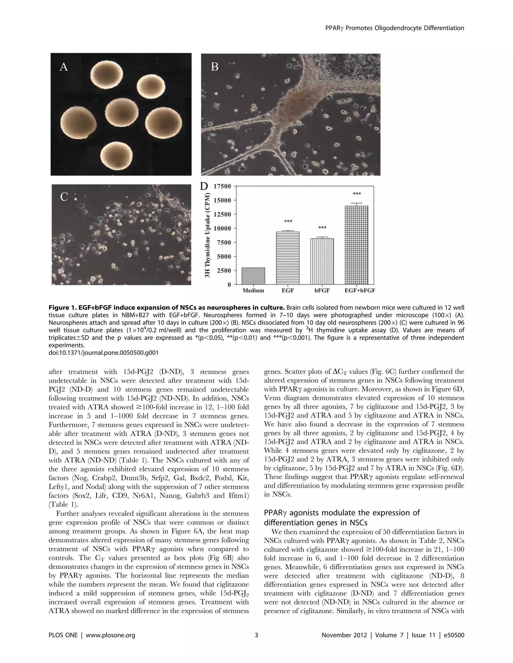 after treatment with 15d-PGJ2 (D-ND), 3 stemness genes
undetectable in NSCs were detected after treatment with 15d-
PGJ2 (ND-D) and 10 stemness genes remained undetectable
following treatment with 15d-PGJ2 (ND-ND). In addition, NSCs
treated with ATRA showed $100-fold increase in 12, 1–100 fold
increase in 5 and 1–1000 fold decrease in 7 stemness genes.
Furthermore, 7 stemness genes expressed in NSCs were undetect-
able after treatment with ATRA (D-ND), 3 stemness genes not
detected in NSCs were detected after treatment with ATRA (ND-
D), and 5 stemness genes remained undetected after treatment
with ATRA (ND-ND) (Table 1). The NSCs cultured with any of
the three agonists exhibited elevated expression of 10 stemness
factors (Nog, Crabp2, Dnmt3b, Srfp2, Gal, Bxdc2, Podxl, Kit,
Lefty1, and Nodal) along with the suppression of 7 other stemness
factors (Sox2, Lifr, CD9, Nr6A1, Nanog, Gabrb3 and Ifitm1)
(Table 1).
Further analyses revealed significant alterations in the stemness
gene expression profile of NSCs that were common or distinct
among treatment groups. As shown in Figure 6A, the heat map
demonstrates altered expression of many stemness genes following
treatment of NSCs with PPARc agonists when compared to
controls. The CT values presented as box plots (Fig 6B) also
demonstrates changes in the expression of stemness genes in NSCs
by PPARc agonists. The horizontal line represents the median
while the numbers represent the mean. We found that ciglitazone
induced a mild suppression of stemness genes, while 15d-PGJ2
increased overall expression of stemness genes. Treatment with
ATRA showed no marked difference in the expression of stemness
genes. Scatter plots of DCT values (Fig. 6C) further confirmed the
altered expression of stemness genes in NSCs following treatment
with PPARc agonists in culture. Moreover, as shown in Figure 6D,
Venn diagram demonstrates elevated expression of 10 stemness
genes by all three agonists, 7 by ciglitazone and 15d-PGJ2, 3 by
15d-PGJ2 and ATRA and 5 by ciglitazone and ATRA in NSCs.
We have also found a decrease in the expression of 7 stemness
genes by all three agonists, 2 by ciglitazone and 15d-PGJ2, 4 by
15d-PGJ2 and ATRA and 2 by ciglitazone and ATRA in NSCs.
While 4 stemness genes were elevated only by ciglitazone, 2 by
15d-PGJ2 and 2 by ATRA, 3 stemness genes were inhibited only
by ciglitazone, 5 by 15d-PGJ2 and 7 by ATRA in NSCs (Fig. 6D).
These findings suggest that PPARc agonists regulate self-renewal
and differentiation by modulating stemness gene expression profile
in NSCs.
PPARc agonists modulate the expression of
differentiation genes in NSCs
We then examined the expression of 50 differentiation factors in
NSCs cultured with PPARc agonists. As shown in Table 2, NSCs
cultured with ciglitazone showed $100-fold increase in 21, 1–100
fold increase in 6, and 1–100 fold decrease in 2 differentiation
genes. Meanwhile, 6 differentiation genes not expressed in NSCs
were detected after treatment with ciglitazone (ND-D), 8
differentiation genes expressed in NSCs were not detected after
treatment with ciglitazone (D-ND) and 7 differentiation genes
were not detected (ND-ND) in NSCs cultured in the absence or
presence of ciglitazone. Similarly, in vitro treatment of NSCs with
Figure 1. EGF+bFGF induce expansion of NSCs as neurospheres in culture. Brain cells isolated from newborn mice were cultured in 12 well
tissue culture plates in NBM+B27 with EGF+bFGF. Neurospheres formed in 7–10 days were photographed under microscope (1006) (A).
Neurospheres attach and spread after 10 days in culture (2006) (B). NSCs dissociated from 10 day old neurospheres (2006) (C) were cultured in 96
well tissue culture plates (16104
/0.2 ml/well) and the proliferation was measured by 3
H thymidine uptake assay (D). Values are means of
triplicates6SD and the p values are expressed as *(p,0.05), **(p,0.01) and ***(p,0.001). The figure is a representative of three independent
experiments.
doi:10.1371/journal.pone.0050500.g001
PPARc Promotes Oligodendrocyte Differentiation
PLOS ONE | www.plosone.org 3 November 2012 | Volume 7 | Issue 11 | e50500
 