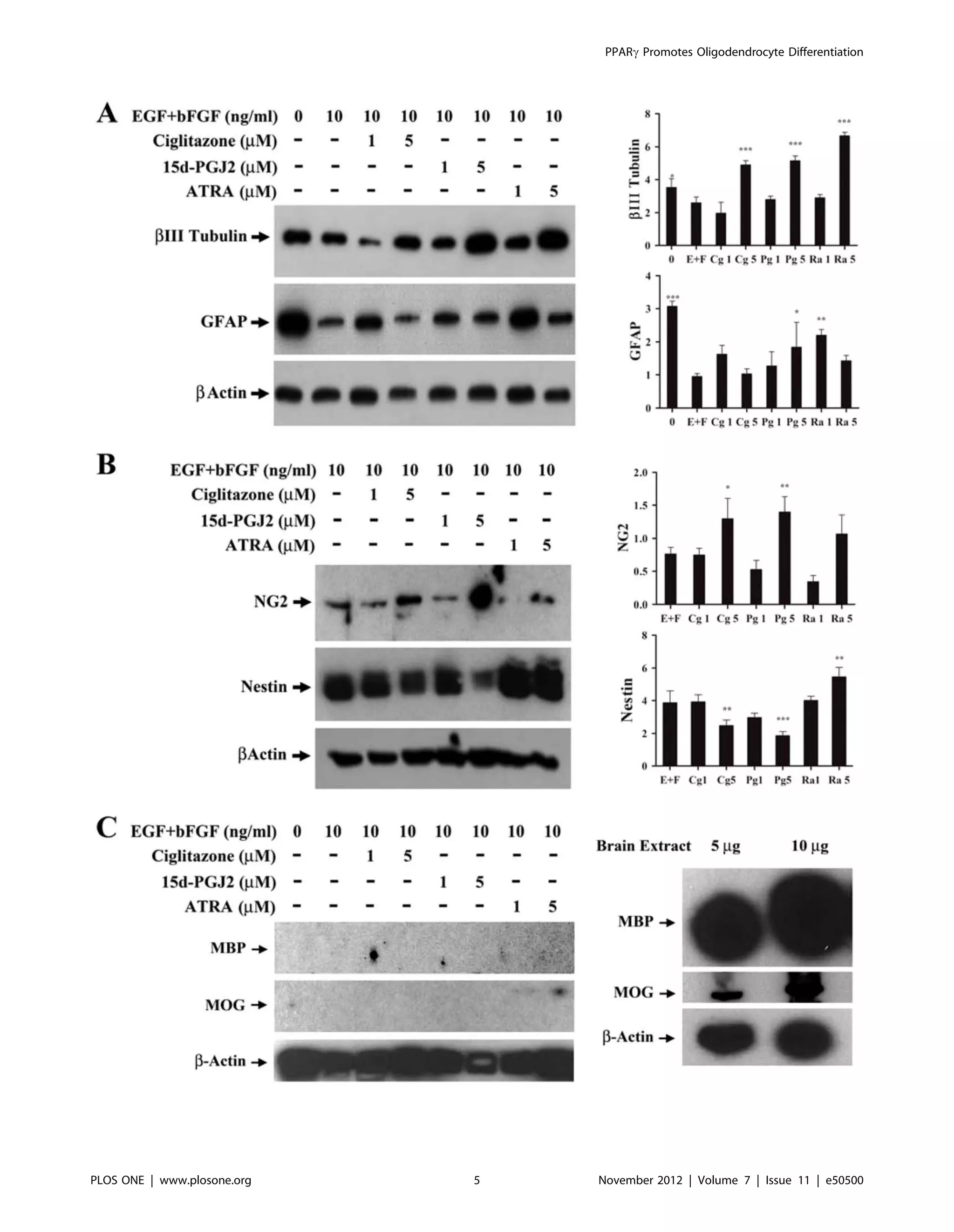 PPARc Promotes Oligodendrocyte Differentiation
PLOS ONE | www.plosone.org 5 November 2012 | Volume 7 | Issue 11 | e50500
 