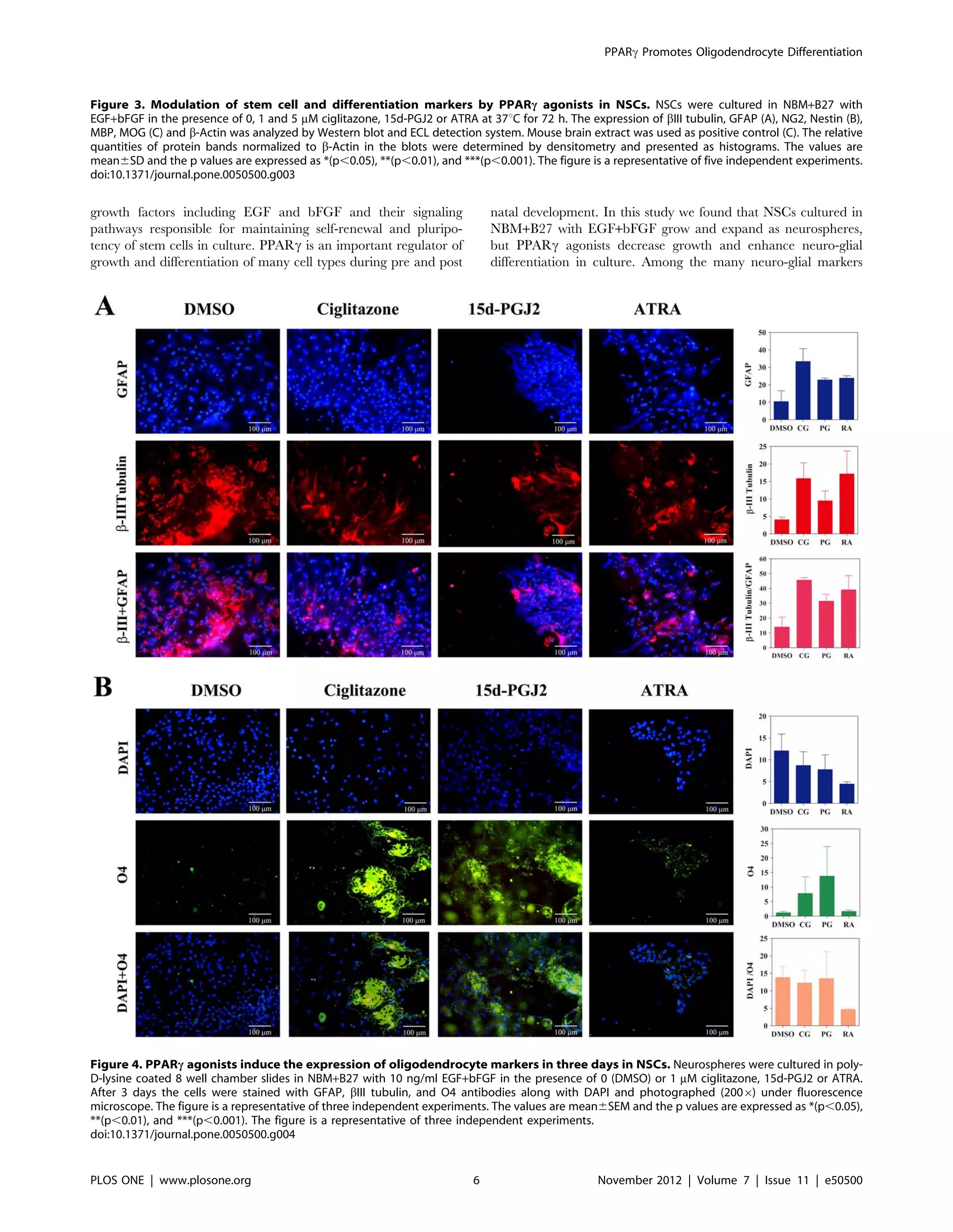 growth factors including EGF and bFGF and their signaling
pathways responsible for maintaining self-renewal and pluripo-
tency of stem cells in culture. PPARc is an important regulator of
growth and differentiation of many cell types during pre and post
natal development. In this study we found that NSCs cultured in
NBM+B27 with EGF+bFGF grow and expand as neurospheres,
but PPARc agonists decrease growth and enhance neuro-glial
differentiation in culture. Among the many neuro-glial markers
Figure 3. Modulation of stem cell and differentiation markers by PPARc agonists in NSCs. NSCs were cultured in NBM+B27 with
EGF+bFGF in the presence of 0, 1 and 5 mM ciglitazone, 15d-PGJ2 or ATRA at 37uC for 72 h. The expression of bIII tubulin, GFAP (A), NG2, Nestin (B),
MBP, MOG (C) and b-Actin was analyzed by Western blot and ECL detection system. Mouse brain extract was used as positive control (C). The relative
quantities of protein bands normalized to b-Actin in the blots were determined by densitometry and presented as histograms. The values are
mean6SD and the p values are expressed as *(p,0.05), **(p,0.01), and ***(p,0.001). The figure is a representative of five independent experiments.
doi:10.1371/journal.pone.0050500.g003
Figure 4. PPARc agonists induce the expression of oligodendrocyte markers in three days in NSCs. Neurospheres were cultured in poly-
D-lysine coated 8 well chamber slides in NBM+B27 with 10 ng/ml EGF+bFGF in the presence of 0 (DMSO) or 1 mM ciglitazone, 15d-PGJ2 or ATRA.
After 3 days the cells were stained with GFAP, bIII tubulin, and O4 antibodies along with DAPI and photographed (2006) under fluorescence
microscope. The figure is a representative of three independent experiments. The values are mean6SEM and the p values are expressed as *(p,0.05),
**(p,0.01), and ***(p,0.001). The figure is a representative of three independent experiments.
doi:10.1371/journal.pone.0050500.g004
PPARc Promotes Oligodendrocyte Differentiation
PLOS ONE | www.plosone.org 6 November 2012 | Volume 7 | Issue 11 | e50500
 