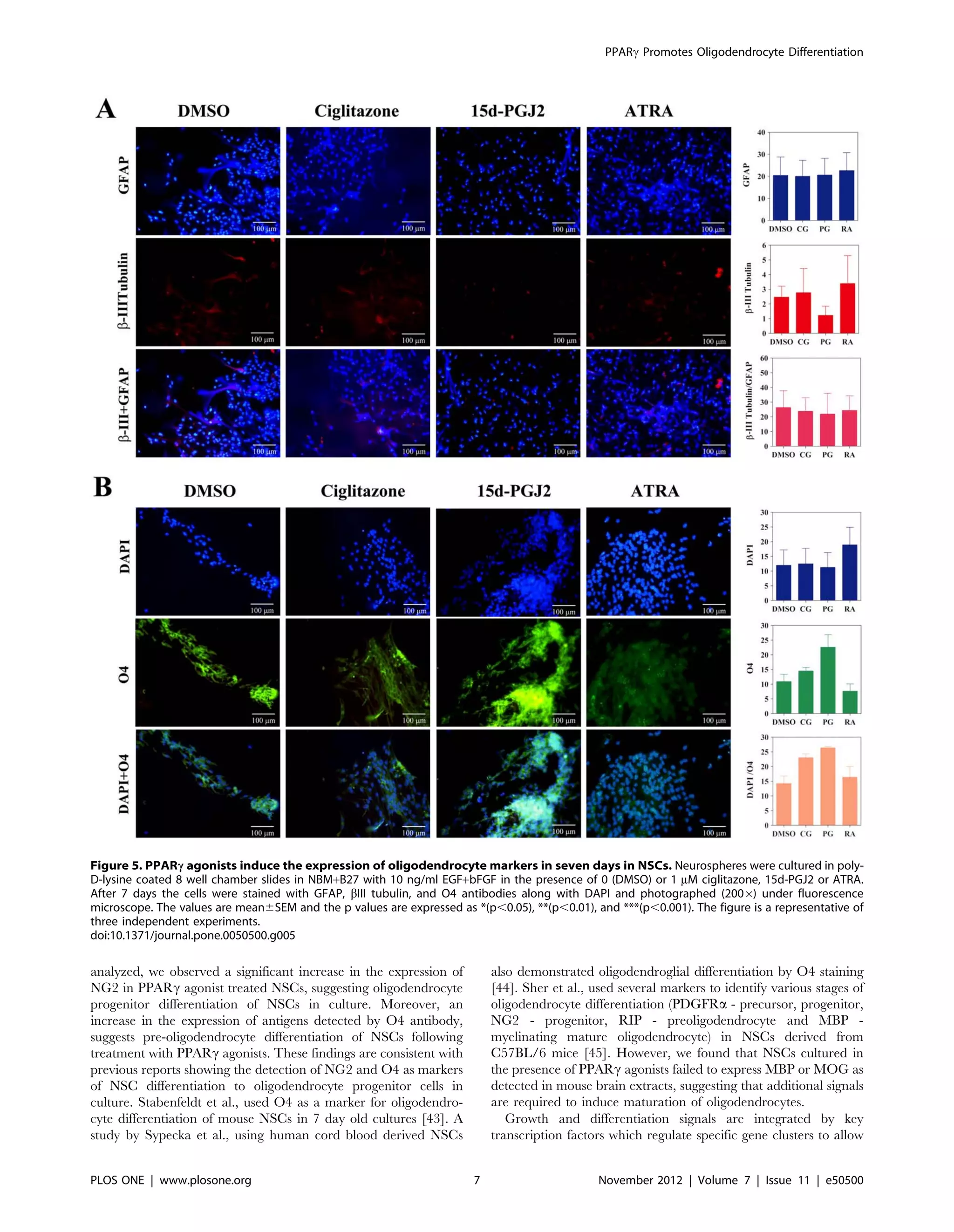 analyzed, we observed a significant increase in the expression of
NG2 in PPARc agonist treated NSCs, suggesting oligodendrocyte
progenitor differentiation of NSCs in culture. Moreover, an
increase in the expression of antigens detected by O4 antibody,
suggests pre-oligodendrocyte differentiation of NSCs following
treatment with PPARc agonists. These findings are consistent with
previous reports showing the detection of NG2 and O4 as markers
of NSC differentiation to oligodendrocyte progenitor cells in
culture. Stabenfeldt et al., used O4 as a marker for oligodendro-
cyte differentiation of mouse NSCs in 7 day old cultures [43]. A
study by Sypecka et al., using human cord blood derived NSCs
also demonstrated oligodendroglial differentiation by O4 staining
[44]. Sher et al., used several markers to identify various stages of
oligodendrocyte differentiation (PDGFRa - precursor, progenitor,
NG2 - progenitor, RIP - preoligodendrocyte and MBP -
myelinating mature oligodendrocyte) in NSCs derived from
C57BL/6 mice [45]. However, we found that NSCs cultured in
the presence of PPARc agonists failed to express MBP or MOG as
detected in mouse brain extracts, suggesting that additional signals
are required to induce maturation of oligodendrocytes.
Growth and differentiation signals are integrated by key
transcription factors which regulate specific gene clusters to allow
Figure 5. PPARc agonists induce the expression of oligodendrocyte markers in seven days in NSCs. Neurospheres were cultured in poly-
D-lysine coated 8 well chamber slides in NBM+B27 with 10 ng/ml EGF+bFGF in the presence of 0 (DMSO) or 1 mM ciglitazone, 15d-PGJ2 or ATRA.
After 7 days the cells were stained with GFAP, bIII tubulin, and O4 antibodies along with DAPI and photographed (2006) under fluorescence
microscope. The values are mean6SEM and the p values are expressed as *(p,0.05), **(p,0.01), and ***(p,0.001). The figure is a representative of
three independent experiments.
doi:10.1371/journal.pone.0050500.g005
PPARc Promotes Oligodendrocyte Differentiation
PLOS ONE | www.plosone.org 7 November 2012 | Volume 7 | Issue 11 | e50500
 