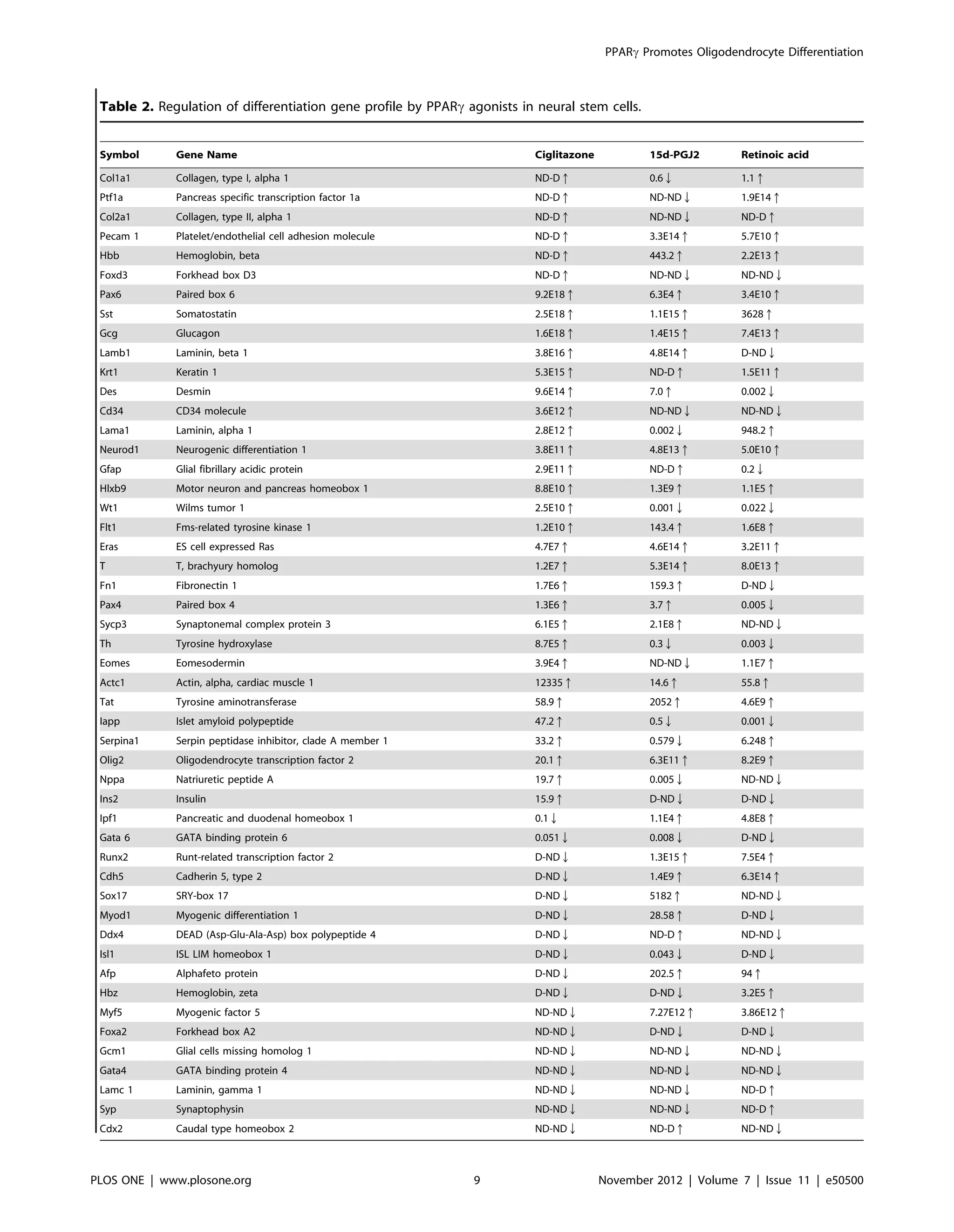 Table 2. Regulation of differentiation gene profile by PPARc agonists in neural stem cells.
Symbol Gene Name Ciglitazone 15d-PGJ2 Retinoic acid
Col1a1 Collagen, type I, alpha 1 ND-Dq 0.6Q 1.1q
Ptf1a Pancreas specific transcription factor 1a ND-Dq ND-NDQ 1.9E14q
Col2a1 Collagen, type II, alpha 1 ND-Dq ND-NDQ ND-Dq
Pecam 1 Platelet/endothelial cell adhesion molecule ND-Dq 3.3E14q 5.7E10q
Hbb Hemoglobin, beta ND-Dq 443.2q 2.2E13q
Foxd3 Forkhead box D3 ND-Dq ND-NDQ ND-NDQ
Pax6 Paired box 6 9.2E18q 6.3E4q 3.4E10q
Sst Somatostatin 2.5E18q 1.1E15q 3628q
Gcg Glucagon 1.6E18q 1.4E15q 7.4E13q
Lamb1 Laminin, beta 1 3.8E16q 4.8E14q D-NDQ
Krt1 Keratin 1 5.3E15q ND-Dq 1.5E11q
Des Desmin 9.6E14q 7.0q 0.002Q
Cd34 CD34 molecule 3.6E12q ND-NDQ ND-NDQ
Lama1 Laminin, alpha 1 2.8E12q 0.002Q 948.2q
Neurod1 Neurogenic differentiation 1 3.8E11q 4.8E13q 5.0E10q
Gfap Glial fibrillary acidic protein 2.9E11q ND-Dq 0.2Q
Hlxb9 Motor neuron and pancreas homeobox 1 8.8E10q 1.3E9q 1.1E5q
Wt1 Wilms tumor 1 2.5E10q 0.001Q 0.022Q
Flt1 Fms-related tyrosine kinase 1 1.2E10q 143.4q 1.6E8q
Eras ES cell expressed Ras 4.7E7q 4.6E14q 3.2E11q
T T, brachyury homolog 1.2E7q 5.3E14q 8.0E13q
Fn1 Fibronectin 1 1.7E6q 159.3q D-NDQ
Pax4 Paired box 4 1.3E6q 3.7q 0.005Q
Sycp3 Synaptonemal complex protein 3 6.1E5q 2.1E8q ND-NDQ
Th Tyrosine hydroxylase 8.7E5q 0.3Q 0.003Q
Eomes Eomesodermin 3.9E4q ND-NDQ 1.1E7q
Actc1 Actin, alpha, cardiac muscle 1 12335q 14.6q 55.8q
Tat Tyrosine aminotransferase 58.9q 2052q 4.6E9q
Iapp Islet amyloid polypeptide 47.2q 0.5Q 0.001Q
Serpina1 Serpin peptidase inhibitor, clade A member 1 33.2q 0.579Q 6.248q
Olig2 Oligodendrocyte transcription factor 2 20.1q 6.3E11q 8.2E9q
Nppa Natriuretic peptide A 19.7q 0.005Q ND-NDQ
Ins2 Insulin 15.9q D-NDQ D-NDQ
Ipf1 Pancreatic and duodenal homeobox 1 0.1Q 1.1E4q 4.8E8q
Gata 6 GATA binding protein 6 0.051Q 0.008Q D-NDQ
Runx2 Runt-related transcription factor 2 D-NDQ 1.3E15q 7.5E4q
Cdh5 Cadherin 5, type 2 D-NDQ 1.4E9q 6.3E14q
Sox17 SRY-box 17 D-NDQ 5182q ND-NDQ
Myod1 Myogenic differentiation 1 D-NDQ 28.58q D-NDQ
Ddx4 DEAD (Asp-Glu-Ala-Asp) box polypeptide 4 D-NDQ ND-Dq ND-NDQ
Isl1 ISL LIM homeobox 1 D-NDQ 0.043Q D-NDQ
Afp Alphafeto protein D-NDQ 202.5q 94q
Hbz Hemoglobin, zeta D-NDQ D-NDQ 3.2E5q
Myf5 Myogenic factor 5 ND-NDQ 7.27E12q 3.86E12q
Foxa2 Forkhead box A2 ND-NDQ D-NDQ D-NDQ
Gcm1 Glial cells missing homolog 1 ND-NDQ ND-NDQ ND-NDQ
Gata4 GATA binding protein 4 ND-NDQ ND-NDQ ND-NDQ
Lamc 1 Laminin, gamma 1 ND-NDQ ND-NDQ ND-Dq
Syp Synaptophysin ND-NDQ ND-NDQ ND-Dq
Cdx2 Caudal type homeobox 2 ND-NDQ ND-Dq ND-NDQ
PPARc Promotes Oligodendrocyte Differentiation
PLOS ONE | www.plosone.org 9 November 2012 | Volume 7 | Issue 11 | e50500
 