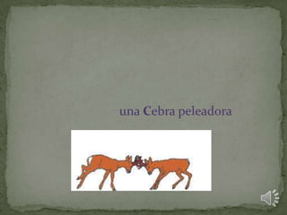 una Cebra peleadora