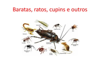 Baratas, ratos, cupins e outros
 
