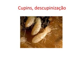 Cupins, descupinização
 