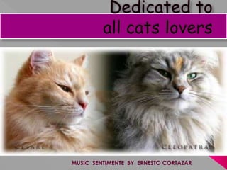 Dedicated to all cats lovers על ידי הרמינה MUSIC  SENTIMENTE  BY  ERNESTO CORTAZAR 