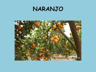NARANJO
 