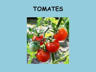 TOMATES
 