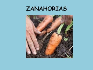 ZANAHORIAS
 