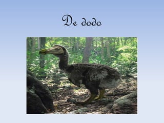 De dodo
 