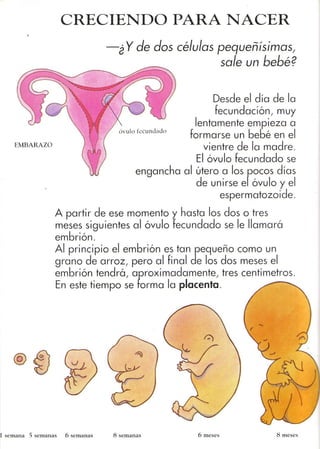 De donde vienen los bebés