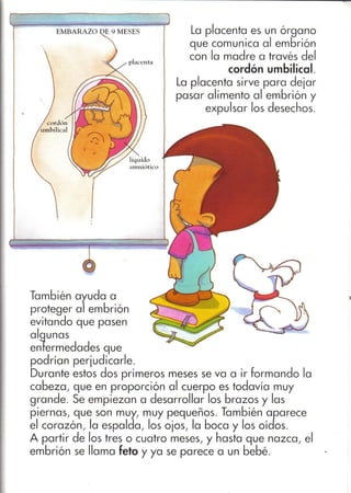 De donde vienen los bebés