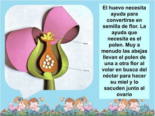 El huevo necesita
    ayuda para
  convertirse en
semilla de flor. La
    ayuda que
   necesita es el
   polen. Muy a
menudo las abejas
llevan el polen de
 una a otra flor al
volar en busca del
néctar para hacer
    su miel y lo
 sacuden junto al
      ovario
 