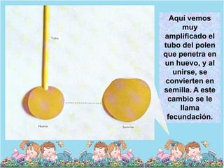 Aquí vemos
      muy
amplificado el
tubo del polen
que penetra en
un huevo, y al
   unirse, se
convierten en
semilla. A este
 cambio se le
     llama
 fecundación.
 