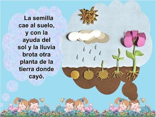 La semilla
cae al suelo,
   y con la
  ayuda del
sol y la lluvia
  brota otra
 planta de la
tierra donde
    cayó.
 