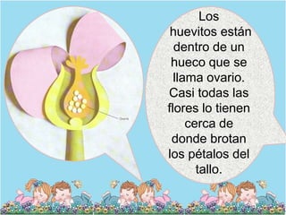Los
 huevitos están
  dentro de un
 hueco que se
  llama ovario.
Casi todas las
flores lo tienen
     cerca de
 donde brotan
los pétalos del
       tallo.
 