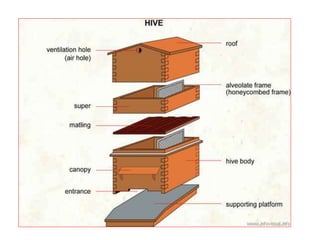Method of Beekeeping | PPTX