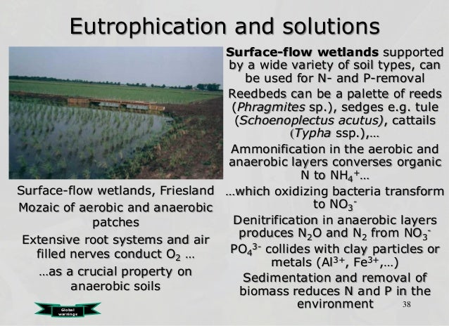 solution s to the problem of eutrophication Results were derived from an ongoing lake and watershed study in- itiated in 1984 to identify causes and solutions for taste-and-odor problems (walker, 1985a,. solution s to the problem of eutrophication Results were derived from an ongoing lake and watershed study in- itiated in 1984 to identify causes and solutions for taste-and-odor problems (walker, 1985a,.