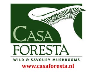 www.casaforesta.nl