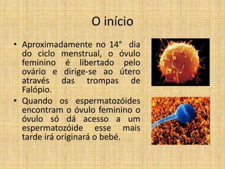 O início
• Aproximadamente no 14° dia
  do ciclo menstrual, o óvulo
  feminino é libertado pelo
  ovário e dirige-se ao útero
  através das trompas de
  Falópio.
• Quando os espermatozóides
  encontram o óvulo feminino o
  óvulo só dá acesso a um
  espermatozóide esse mais
  tarde irá originará o bebé.
 