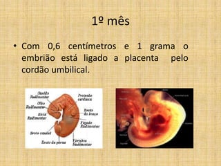 1º mês
• Com 0,6 centímetros e 1 grama o
  embrião está ligado a placenta pelo
  cordão umbilical.
 