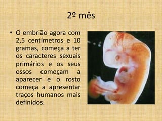 2º mês
• O embrião agora com
  2,5 centímetros e 10
  gramas, começa a ter
  os caracteres sexuais
  primários e os seus
  ossos começam a
  aparecer e o rosto
  começa a apresentar
  traços humanos mais
  definidos.
 